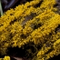 Yellow Slime Mould