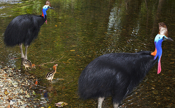 Daintree Rainforest education