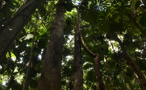Daintree Rainforest conservation