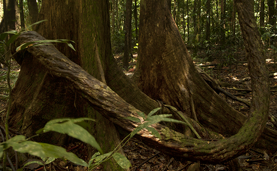 Daintree Rainforest