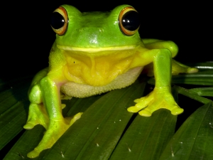Daintree Rainforest frogs