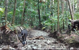 Camera Traps - September 2020