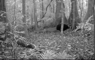 Camera Traps - September 2020