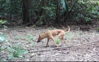 Camera Traps - September 2020