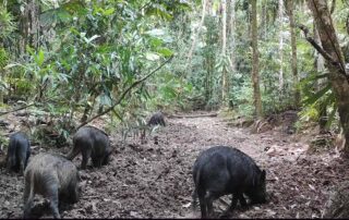 Camera Traps - September 2020