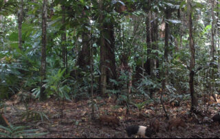 Camera Traps - September 2020