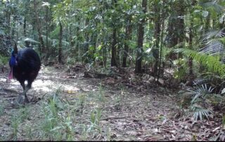 Camera Traps - September 2020