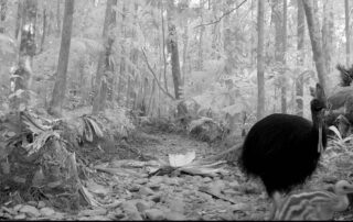 Camera Traps - September 2020