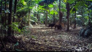 Camera Traps - August 2022