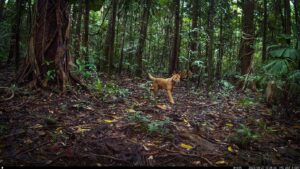 Camera Traps - August 2023