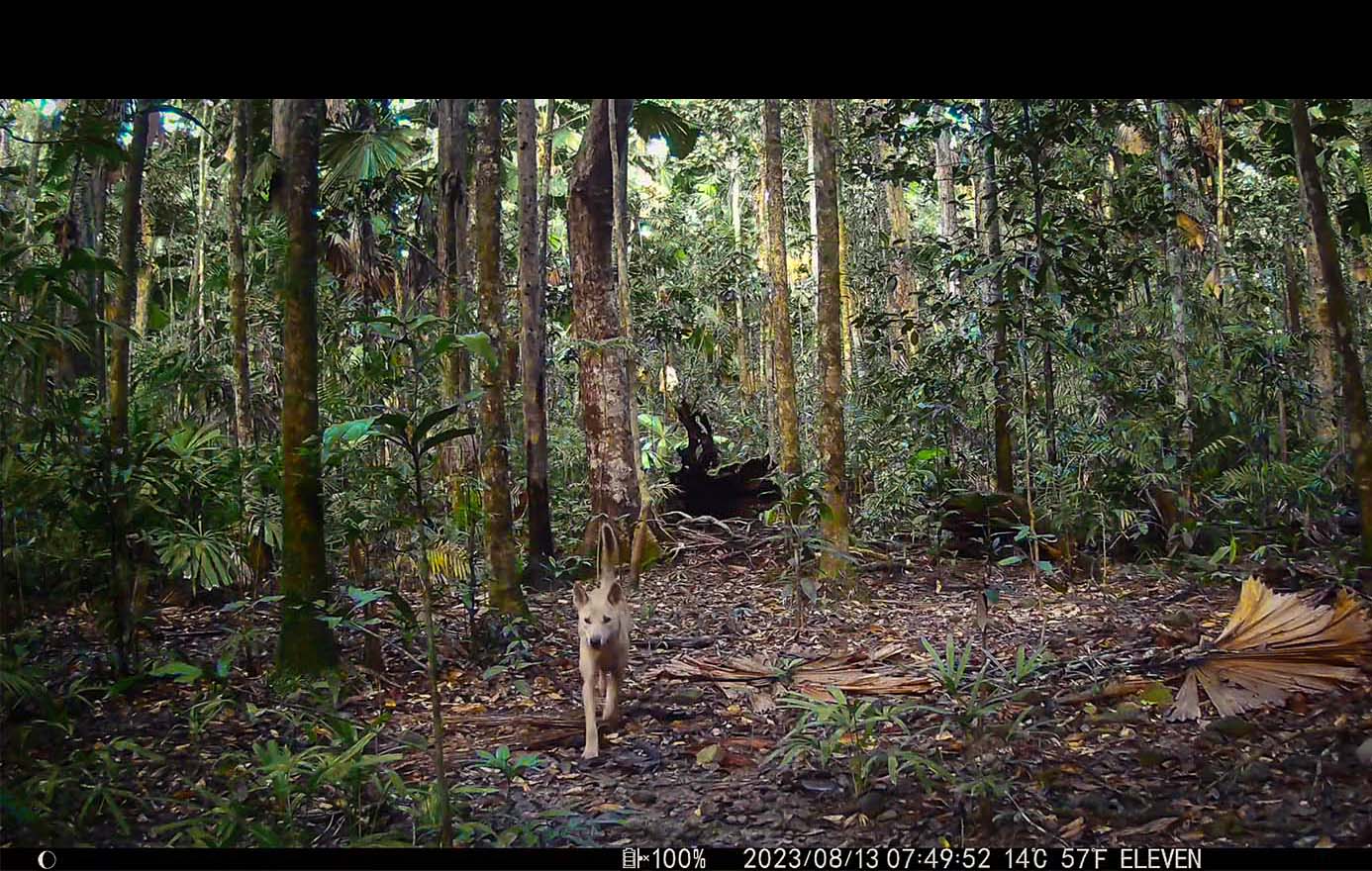 Camera Traps - August 2023