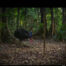 Camera Traps - October 2023