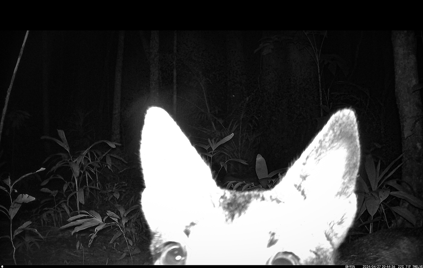 Camera Traps - April 2024