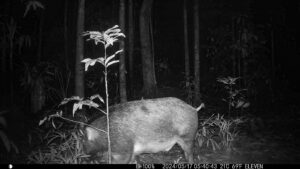 Camera Traps - May 2024