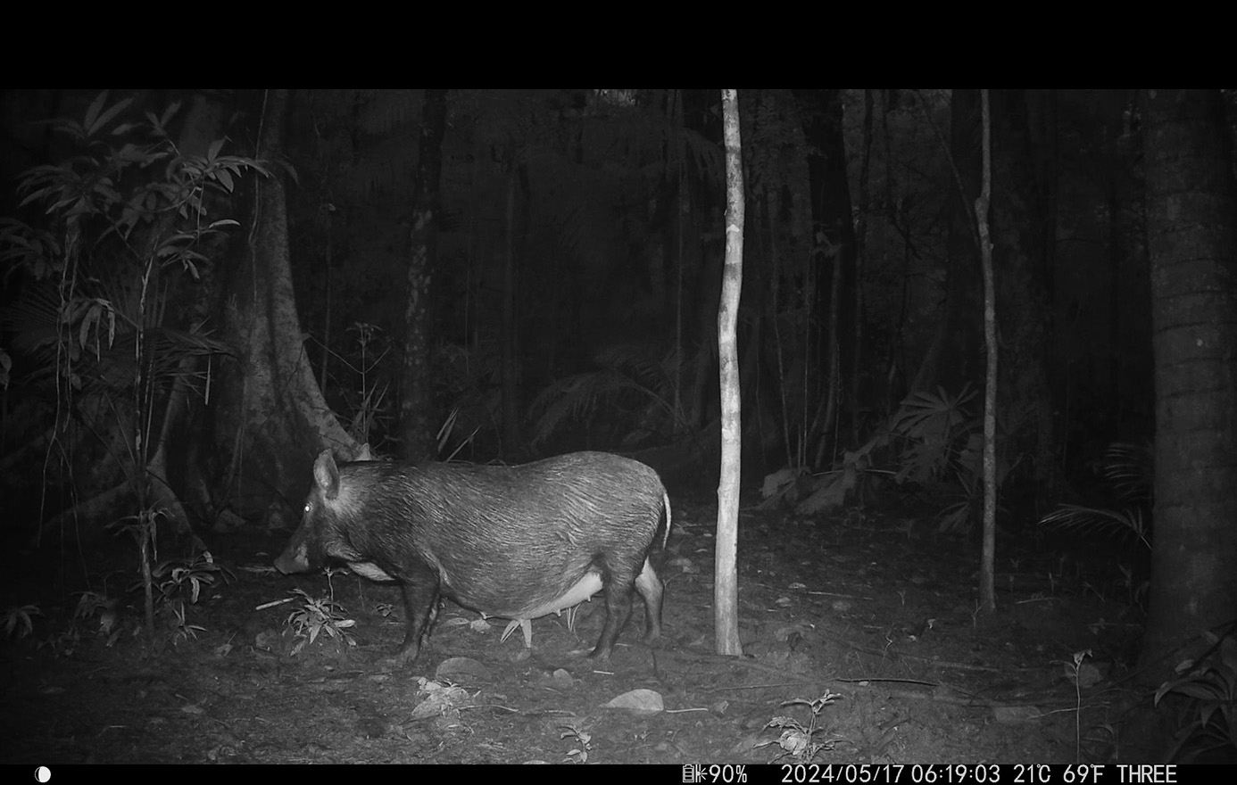 Camera Traps - May 2024