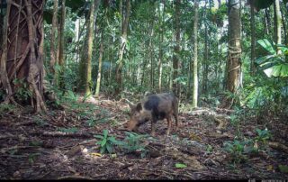 Camera Traps - August 2024