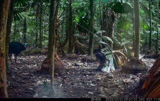Camera Traps - January 2025