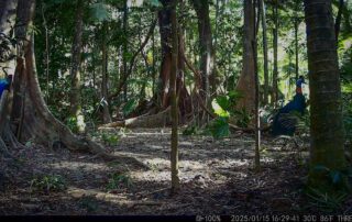 Camera Traps - January 2025