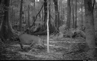 Camera Traps - January 2025