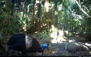 Camera Traps - March 2025