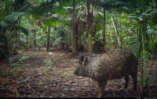 Camera Traps - April 2025