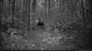 Camera Traps - May 2025