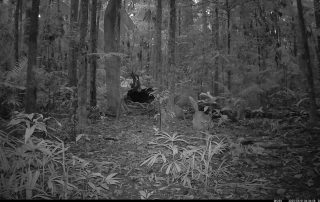 Camera Traps - May 2025