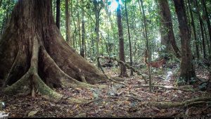 Camera Traps - May 2025