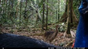 Camera Traps - June 2025