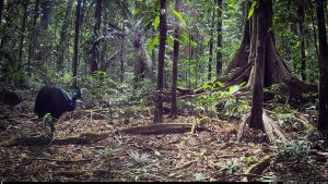 Camera Traps - June 2025