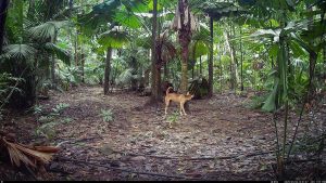 Camera Traps - May 2025