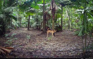Camera Traps - May 2025