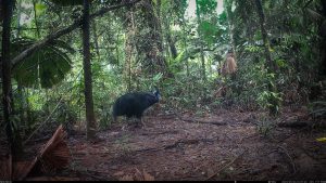Camera Traps - May 2025