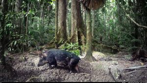 Camera Traps - June 2025