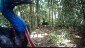 Camera Traps - May 2025