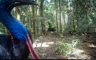 Camera Traps - May 2025