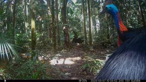 Camera Traps - May 2025