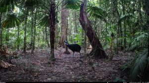 Camera Traps - May 2025