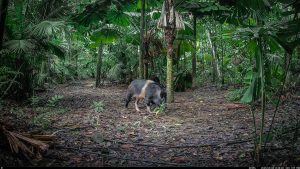 Camera Traps - May 2025