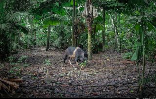 Camera Traps - May 2025