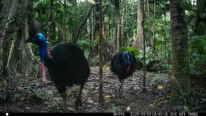Camera Traps - May 2025