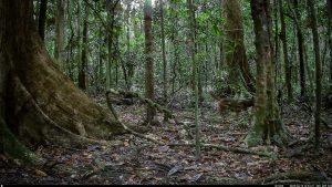 Camera Traps - June 2025