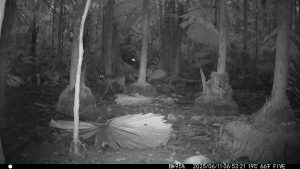 Camera Traps - June 2025