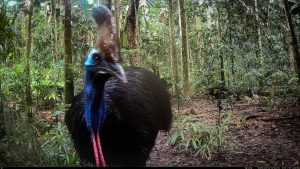 Camera Traps - May 2025