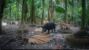 Camera Traps - June 2025