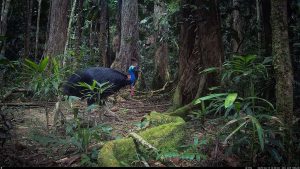 Camera Traps - June 2025