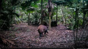 Camera Traps - June 2025