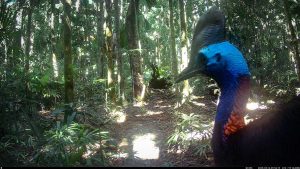Camera Traps - May 2025
