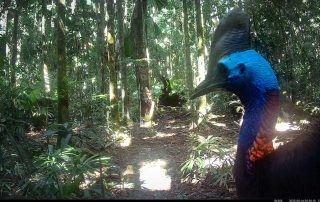 Camera Traps - May 2025