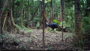 Camera Traps - June 2025